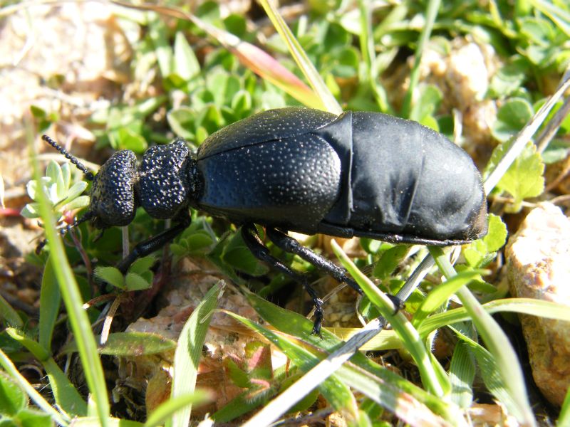 Meloe tuccius del Parco di Molentargius