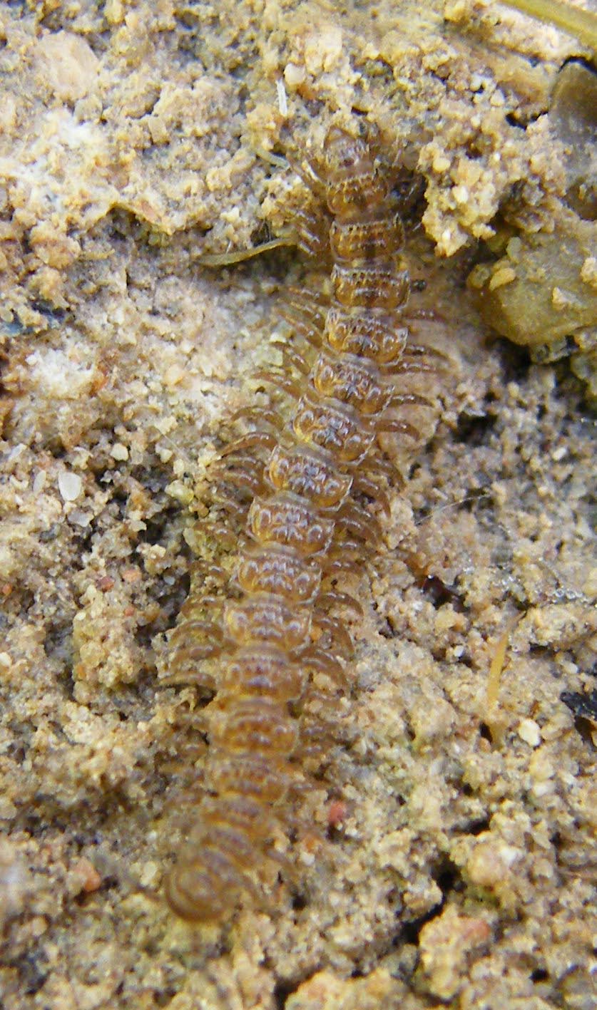 Polydesmus ?