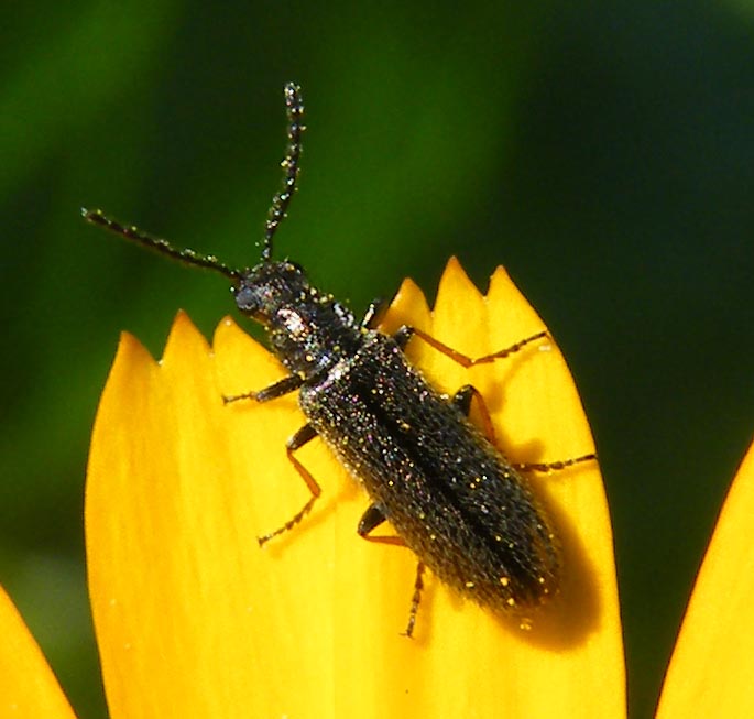 Melyride della Sardegna