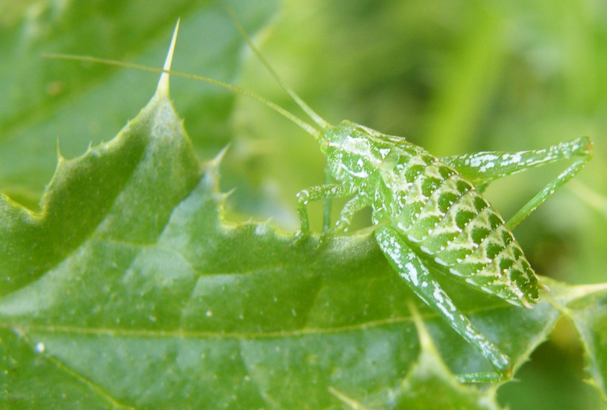 Ensifero: Odontura sp. (Phaneropteridae)