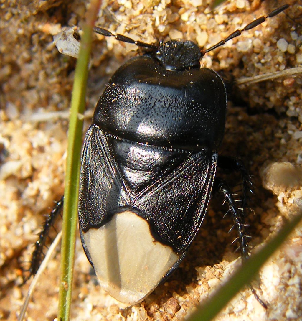 Cydnidae: Cydnus aterrimus nelle saline di Cagliari