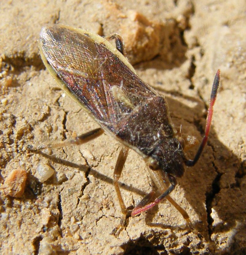 Rhopalidae: Maccevethus sp.