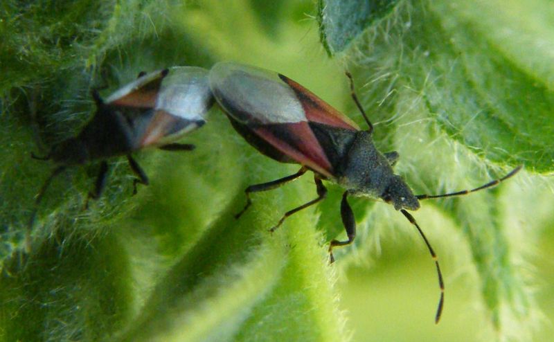 Lygaeidae: Oxycarenus lavaterae della Sardegna (Cagliari)