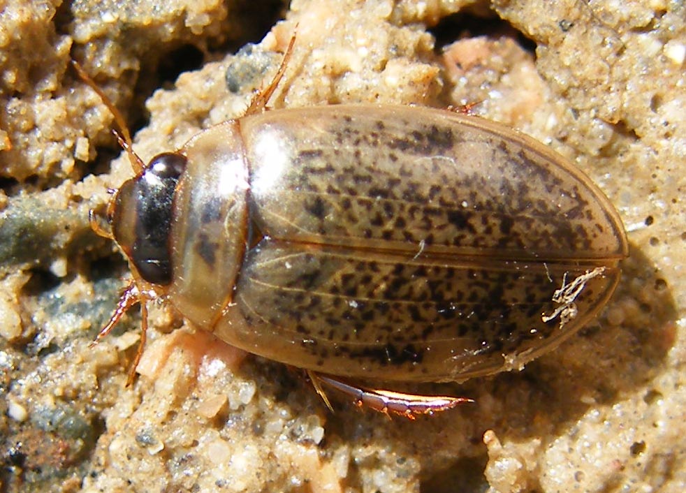 Agabus (Gaurodytes) nebulosus (Dytiscidae)