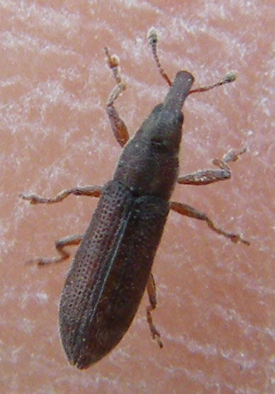 Curculionide da determinare