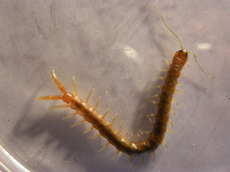 Scolopendra arancione di Cagliari (Scolopendra oraniensis)
