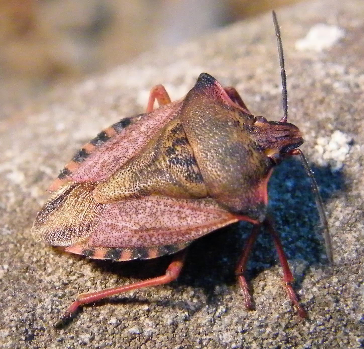 Carpocoris mediterraneus ?