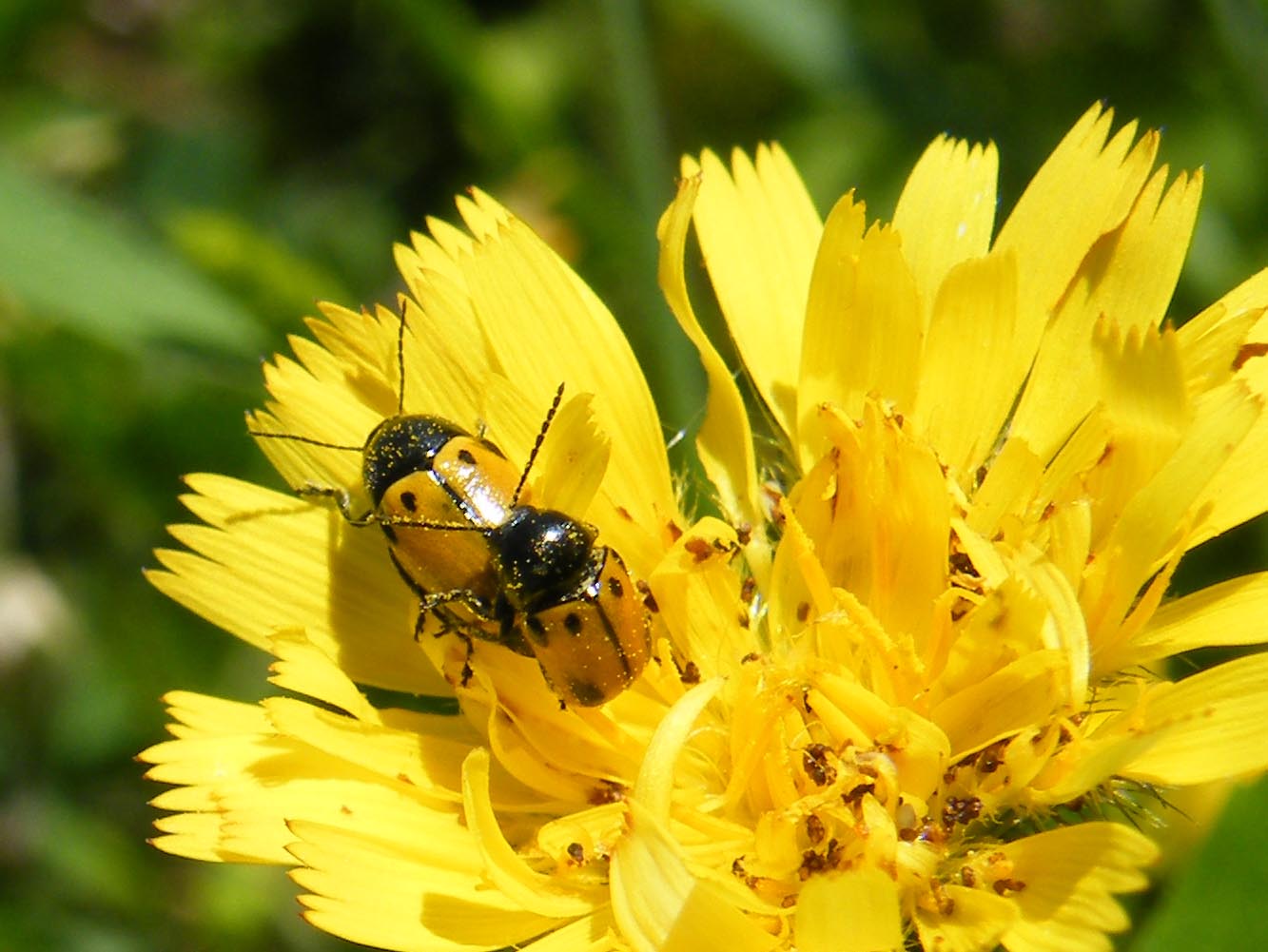 Cryptocephalus rugicollis