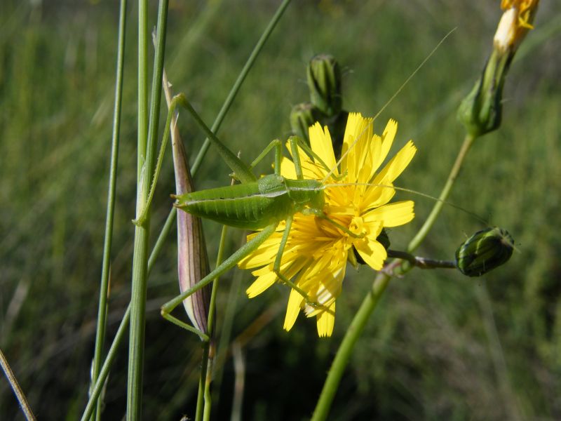 Phaneropteridae: Odontura cfr. calaritana