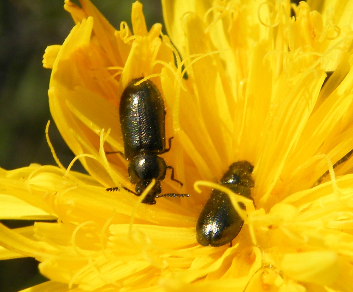 Dasytide color bronzo: Aplocnemus pectinatus