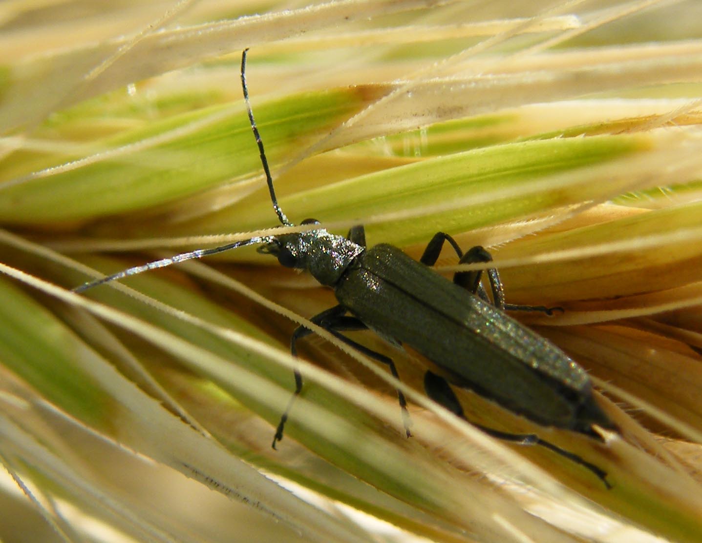 Oedemeride da identificare