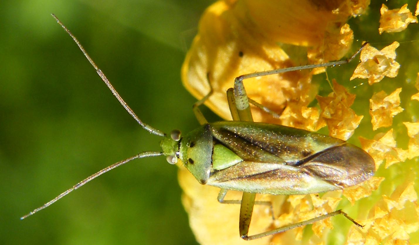 Miride verde: Closterotomus norwegicus