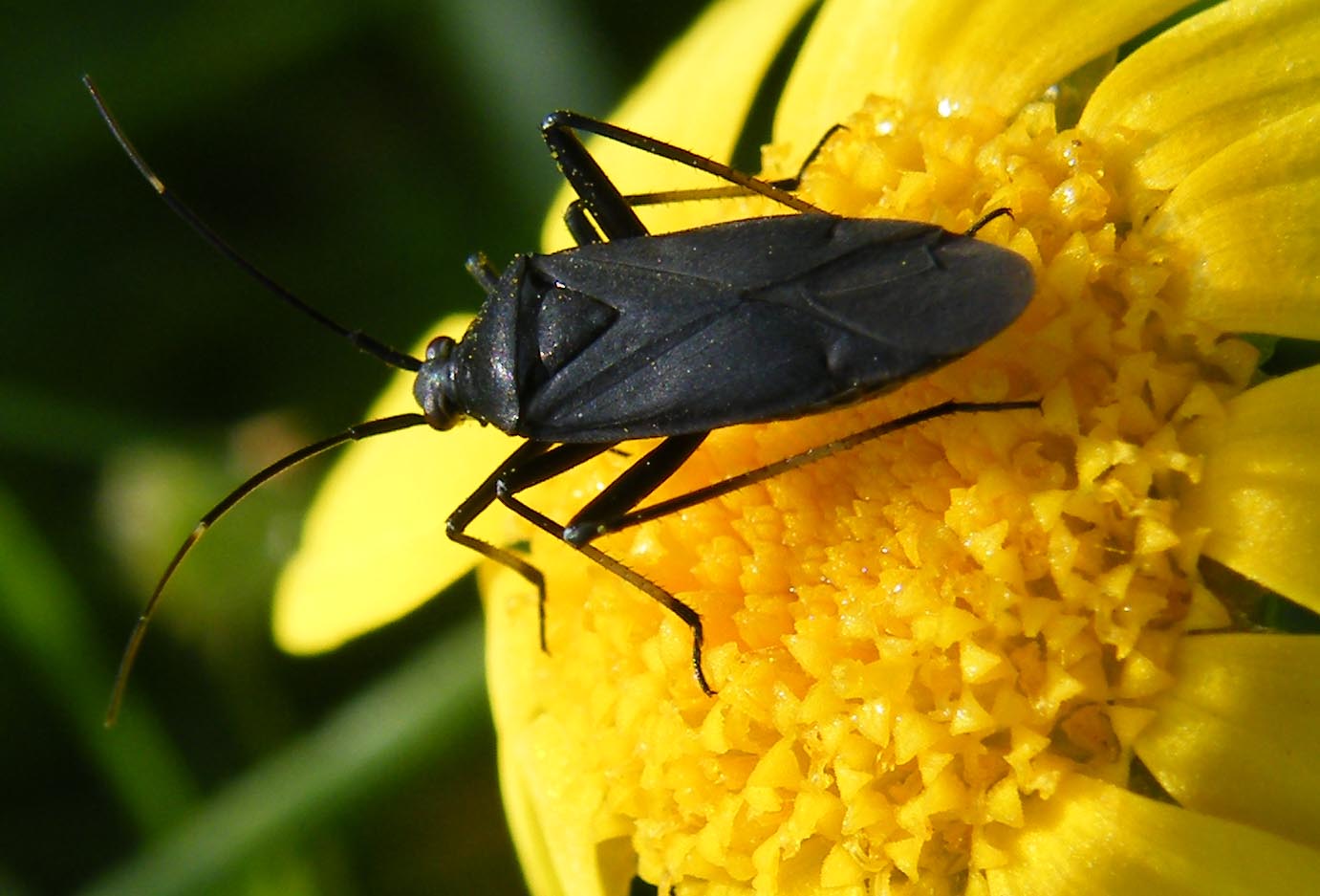 Calocoris nemoralis f. picea?