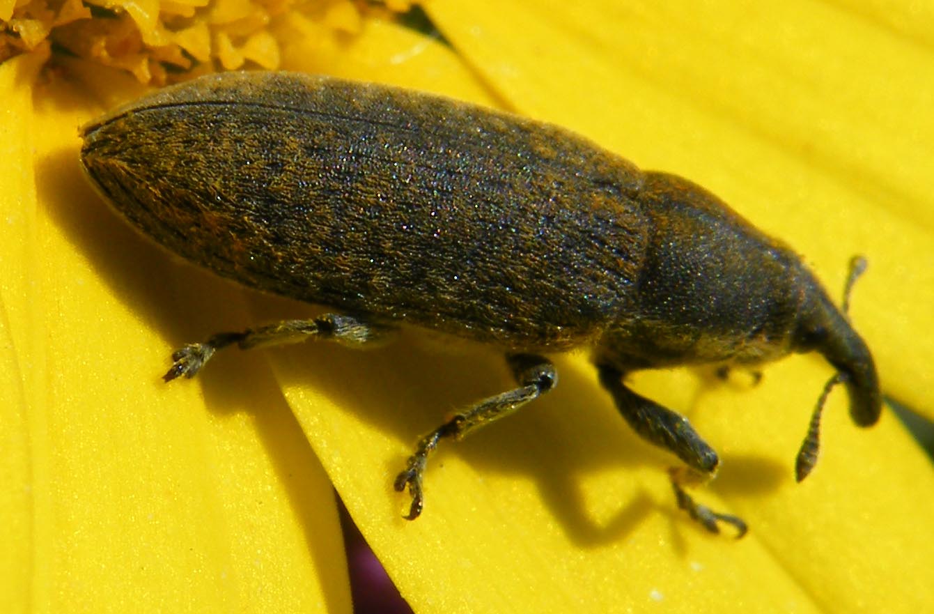 Lixus?  Lixus cardui