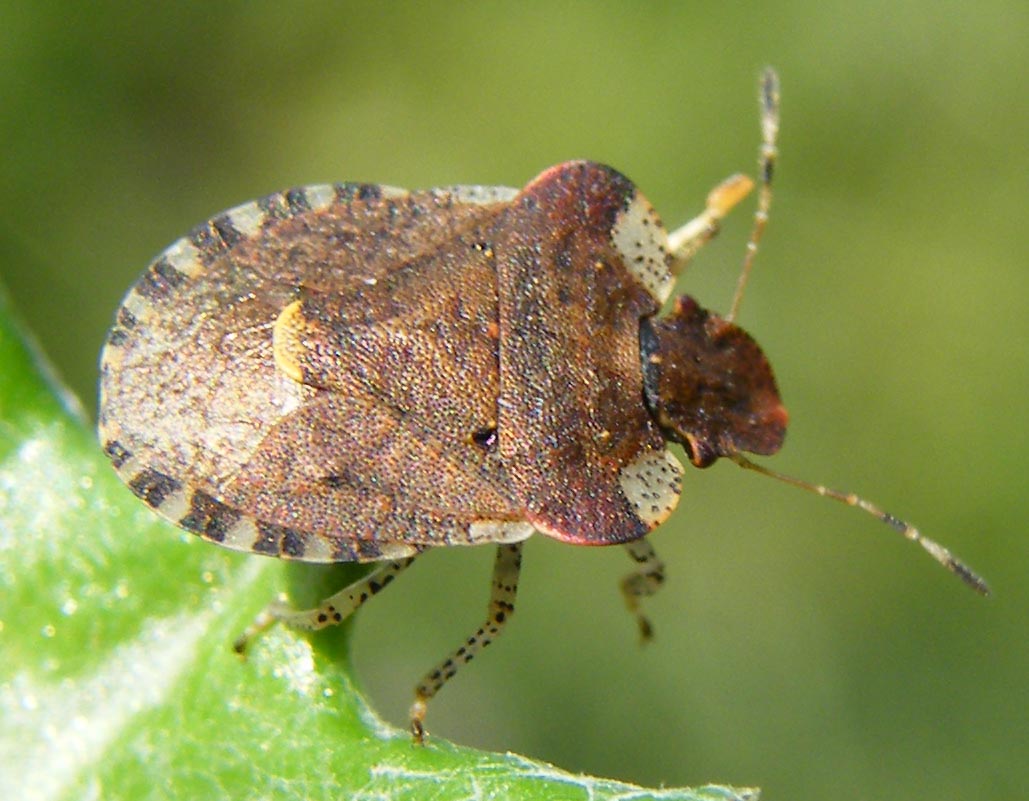 Pentatomidae: Dyroderes umbraculatus