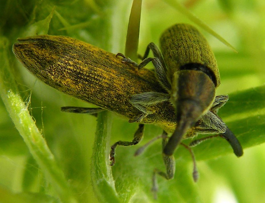 Curculionidi da identificare: Lixus cfr. filiformis