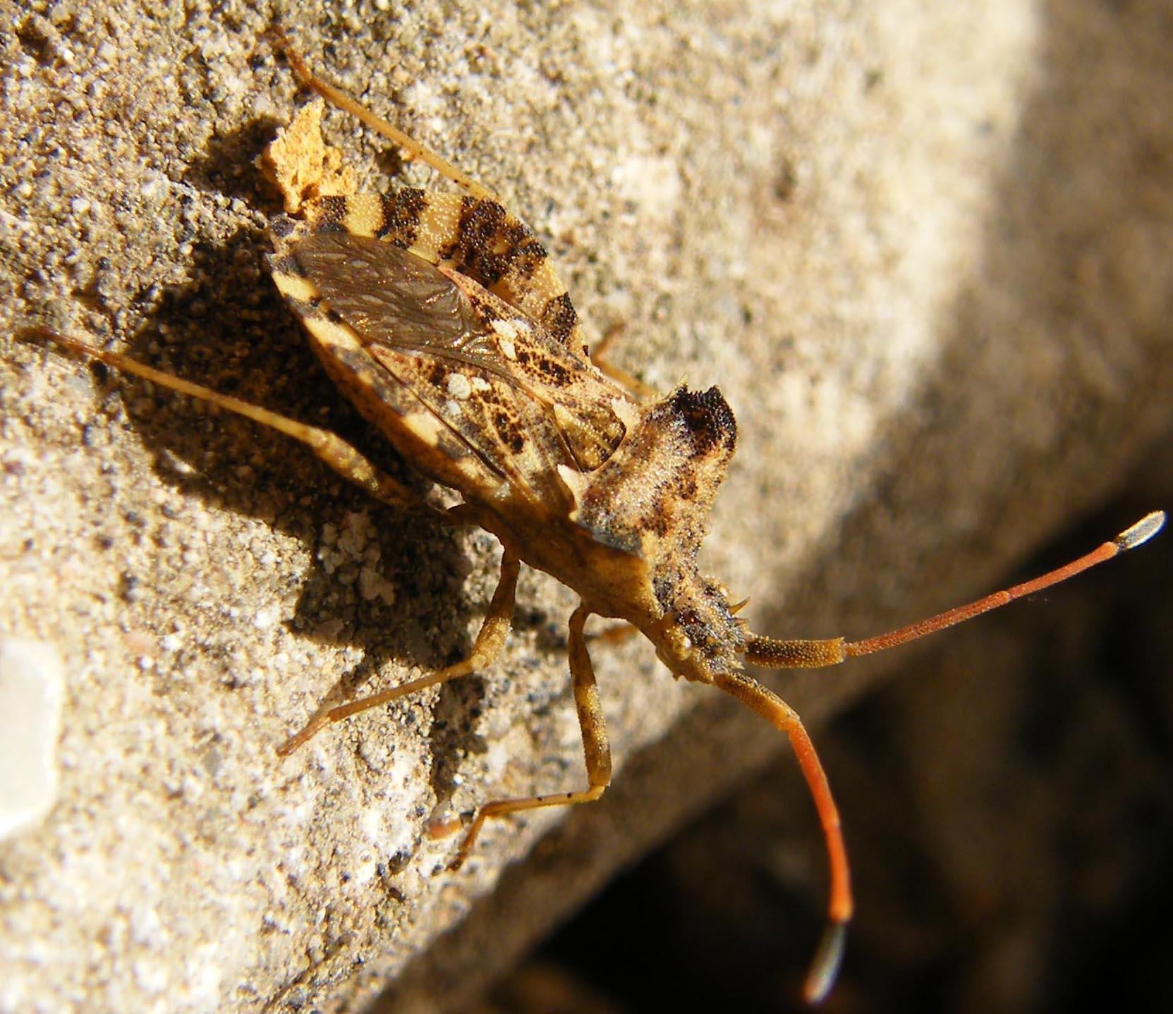 Centrocoris spiniger?