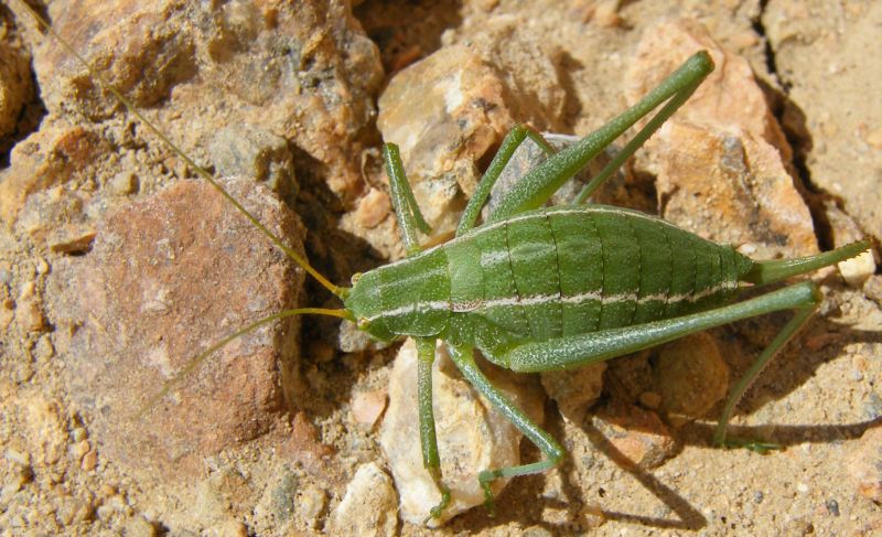 Odontura cfr. calaritana femmina