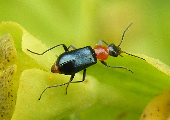 Ebaeus humilis? No, Attalus cyaneus