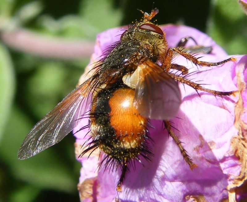Tachina cf. magnicornis (Tachinidae)