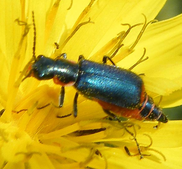 Clanoptilus (ex Malachius) sardous