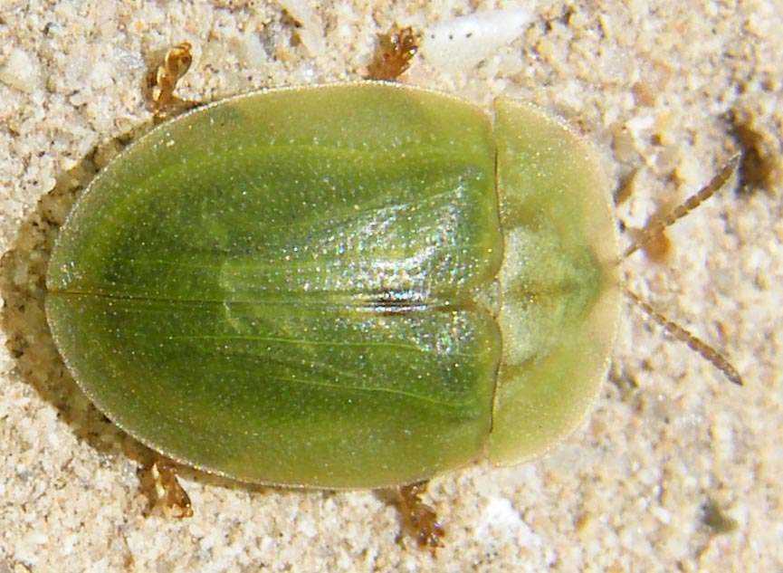 Cassida deflorata