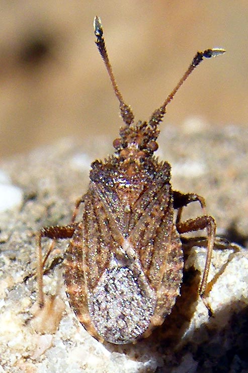 Coreidae: Arenocoris waltli della Sardegna