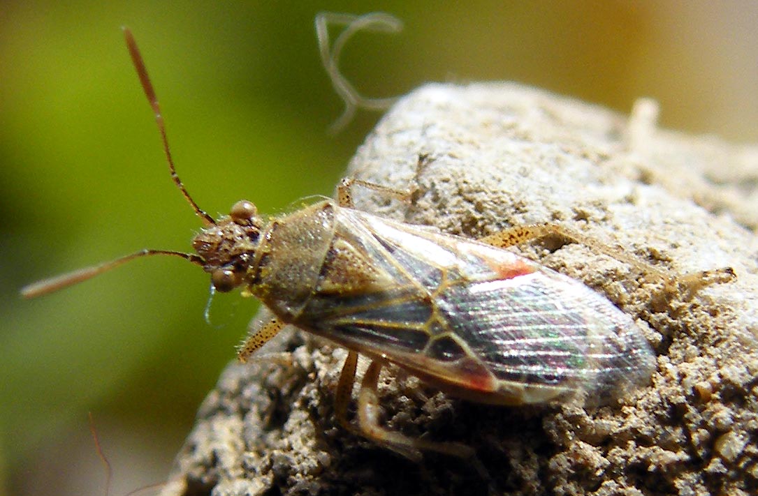 Rhopalidae: Liorhyssus hyalinus di Sardegna (Cagliari)
