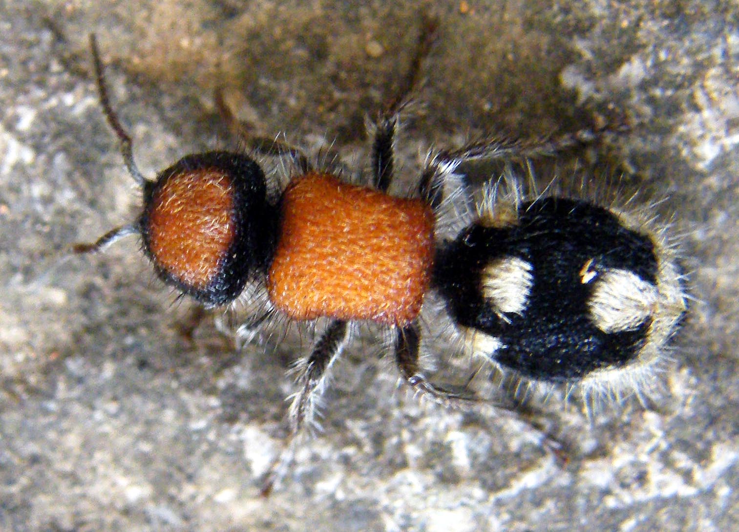 Ronisia brutia (Mutillidae)