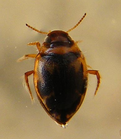 Hygrotus inaequalis (Dytiscidae)