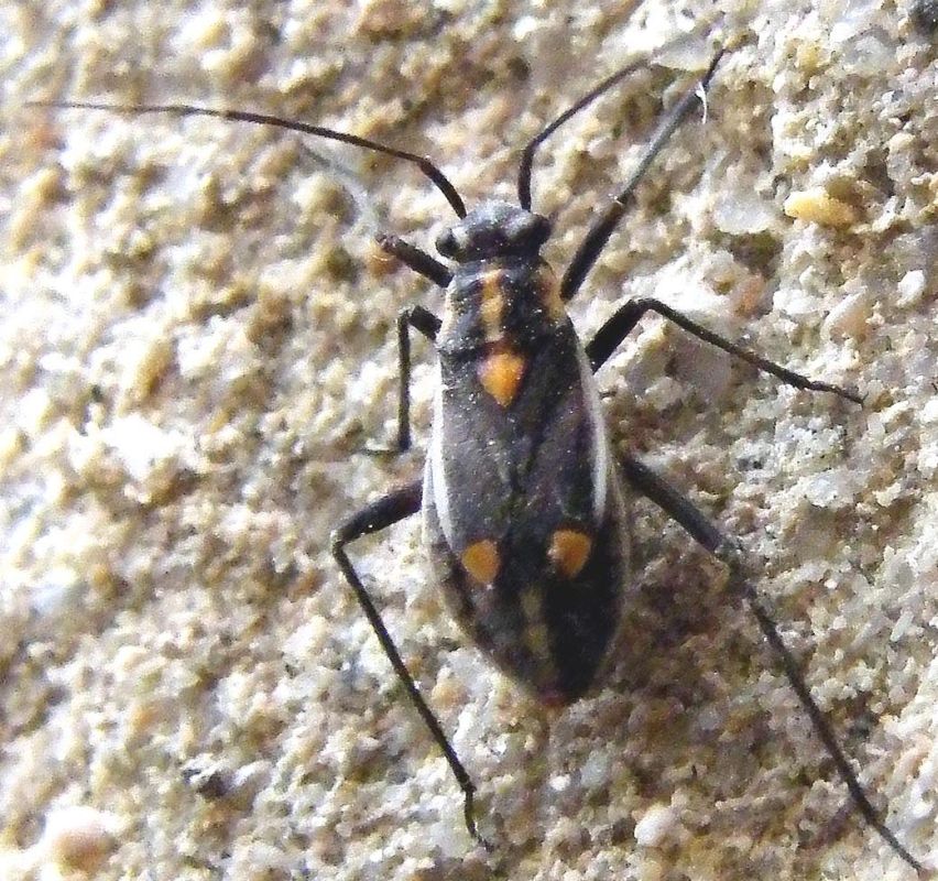 Miridae: Capsodes sulcatus delle Saline di Cagliari
