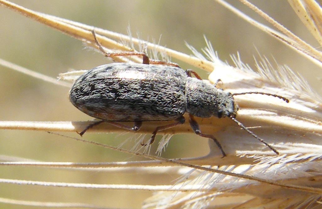 Coleottero da determinare: Nephodinus metallescens
