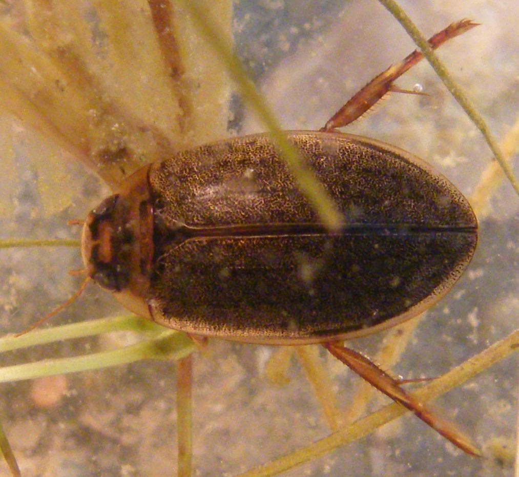 Rhantus suturalis (Dytiscidae)
