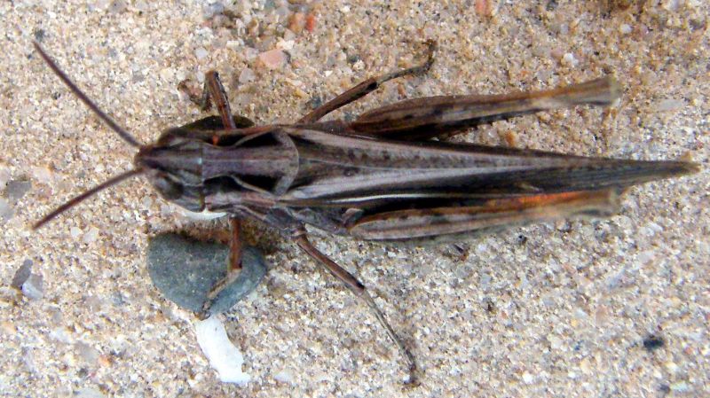 Chorthippus (Glyptobothrus) brunneus