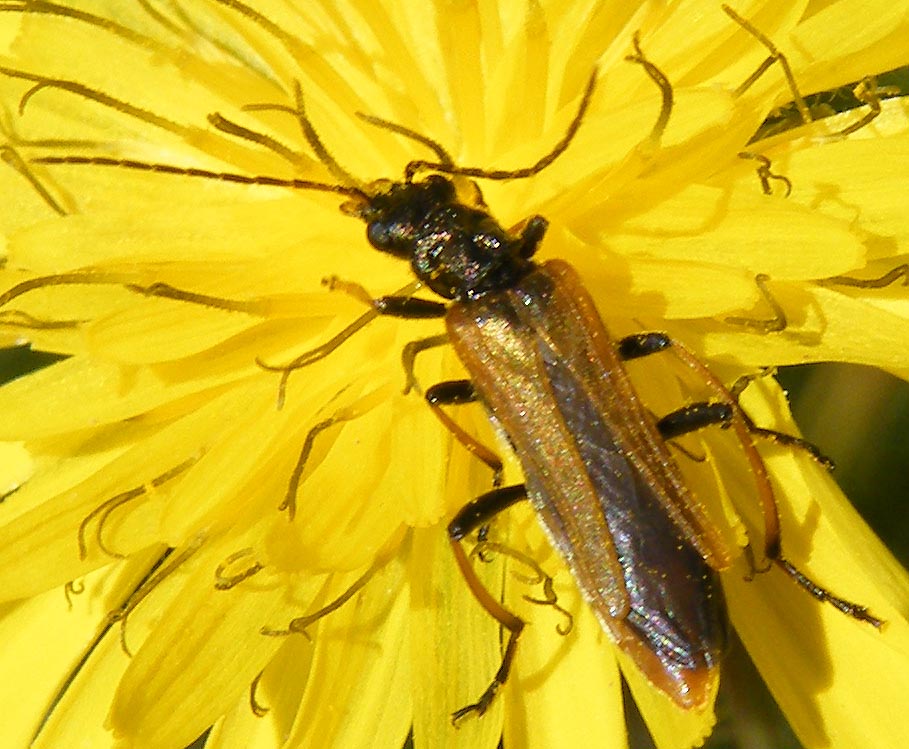 Oedemera simplex