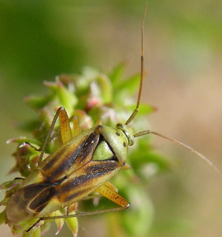 Closterotomus norwegicus f.vittiger (Miridae) della Sardegna