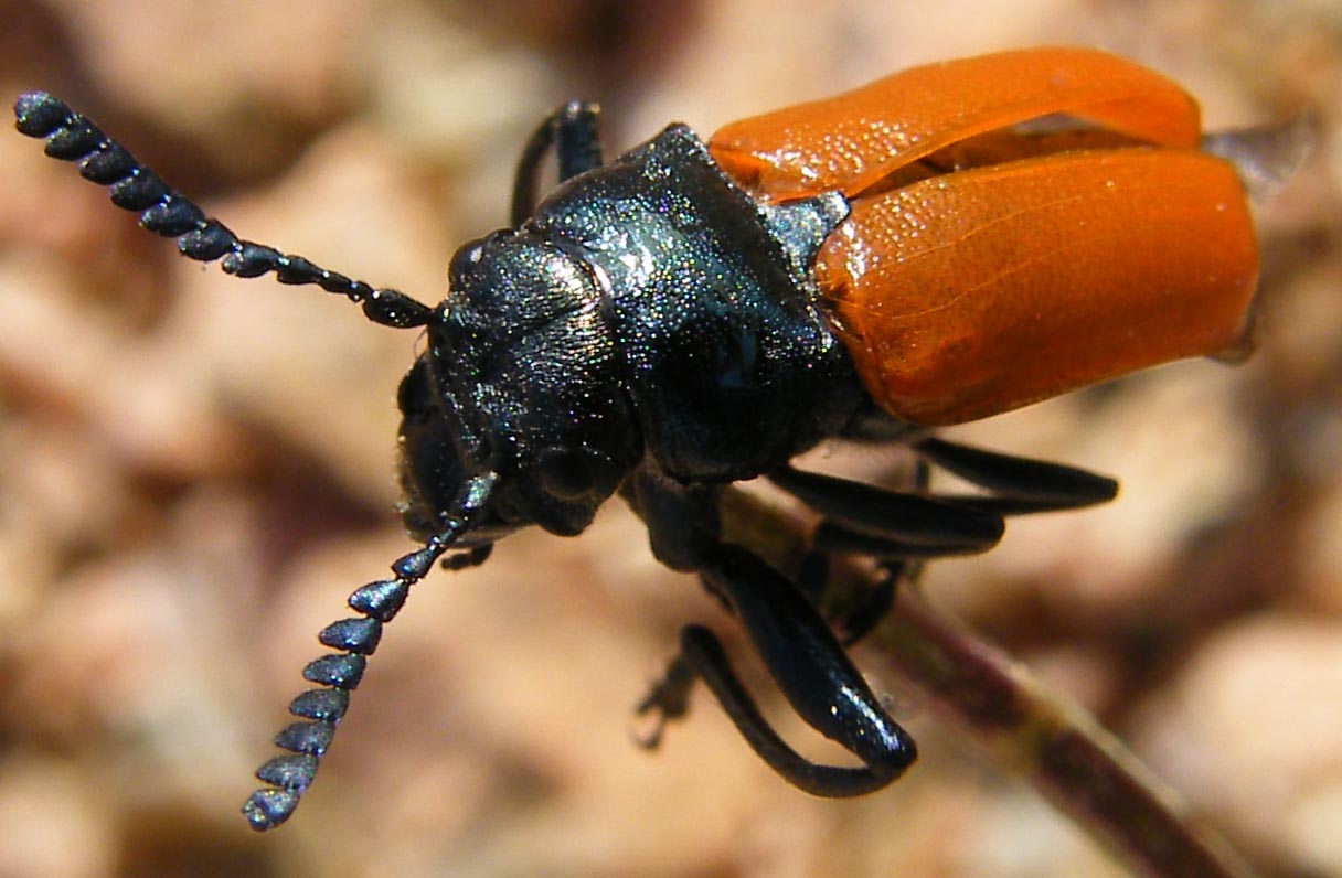 Labidostomis taxicornis