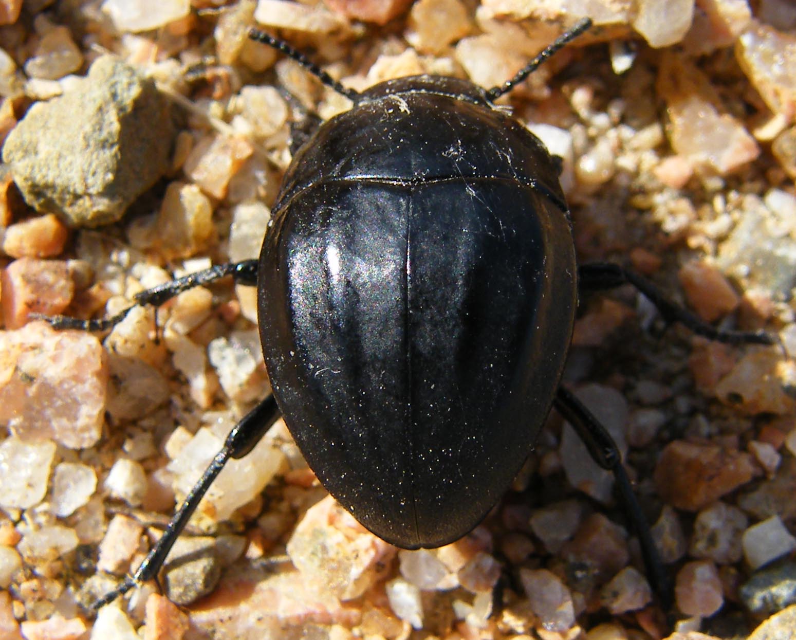 Erodius audouini peyroleri