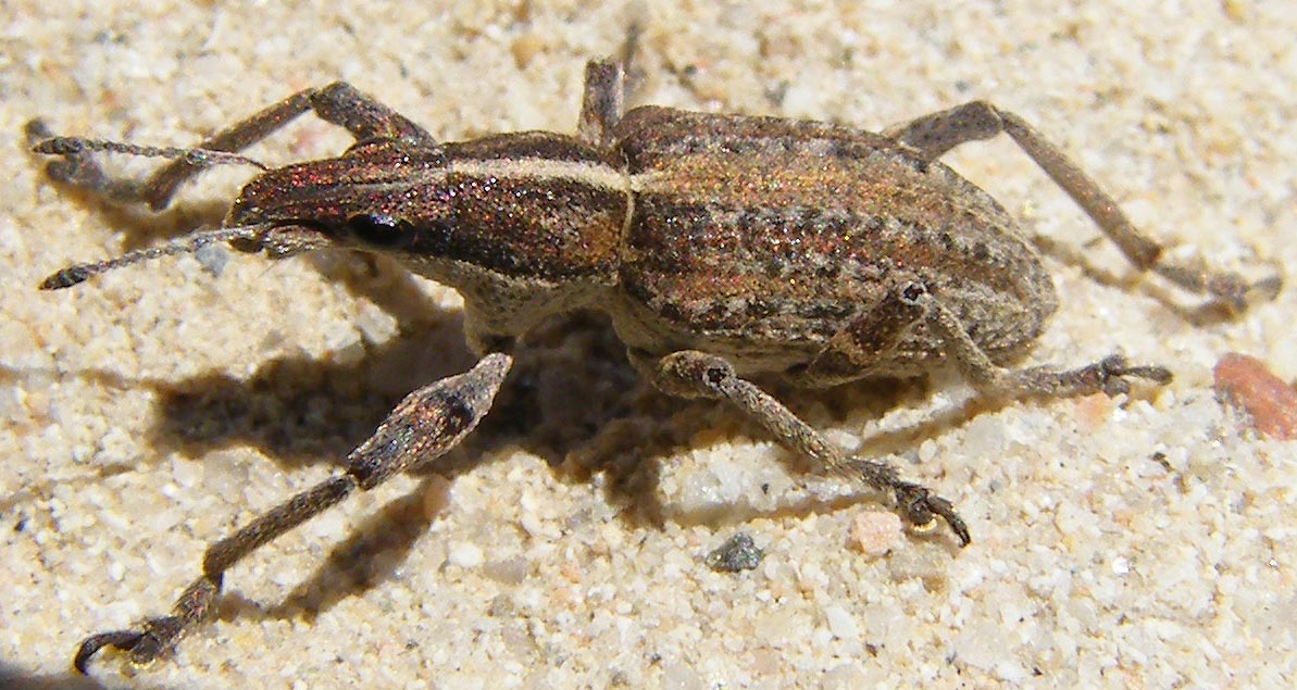 Curculionidae da determinare: Charagmus gressorius