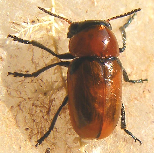 Coptocephala? S, C. raffrayi, Chrysomelidae