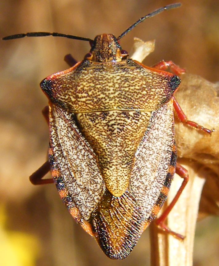 Carpocoris mediterraneus atlanticus?
