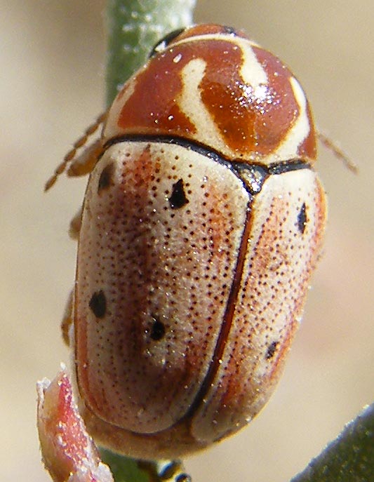 Cryptocephalus curvilinea