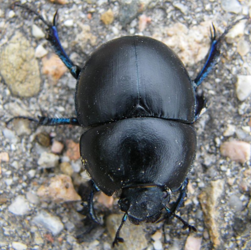 Jekelius intermedius?