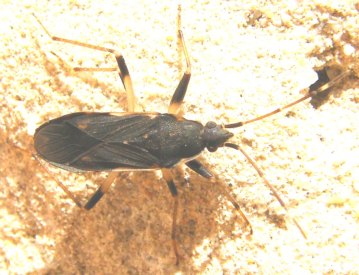 Lygaeidae: Dieuches armatipes nelle saline di Cagliari