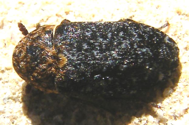 Dermestes undulatus