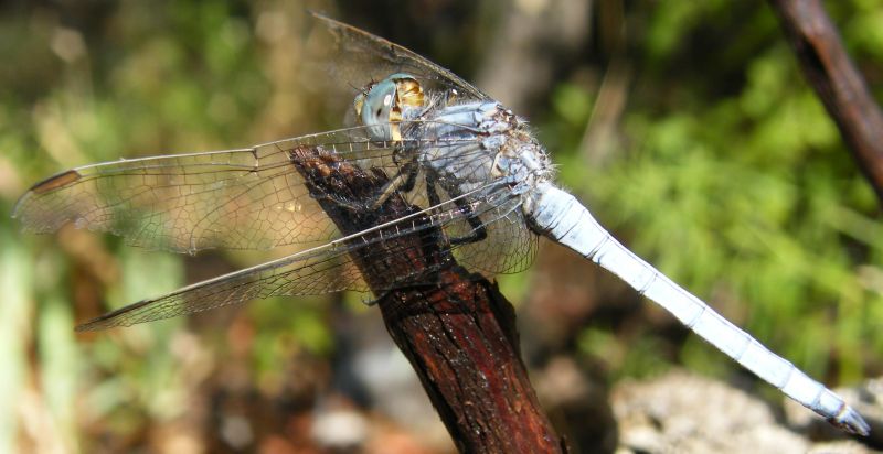 Orthetrum brunneum?-Orthetrum coerulescens anceps (maschio)