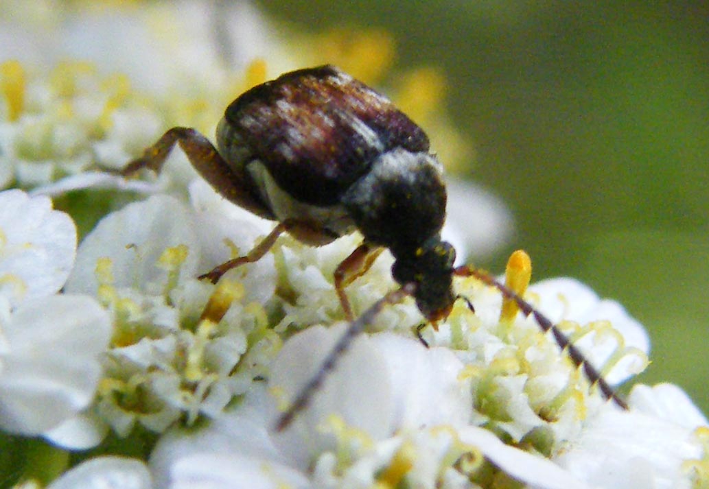 Bruchidius? jocosus