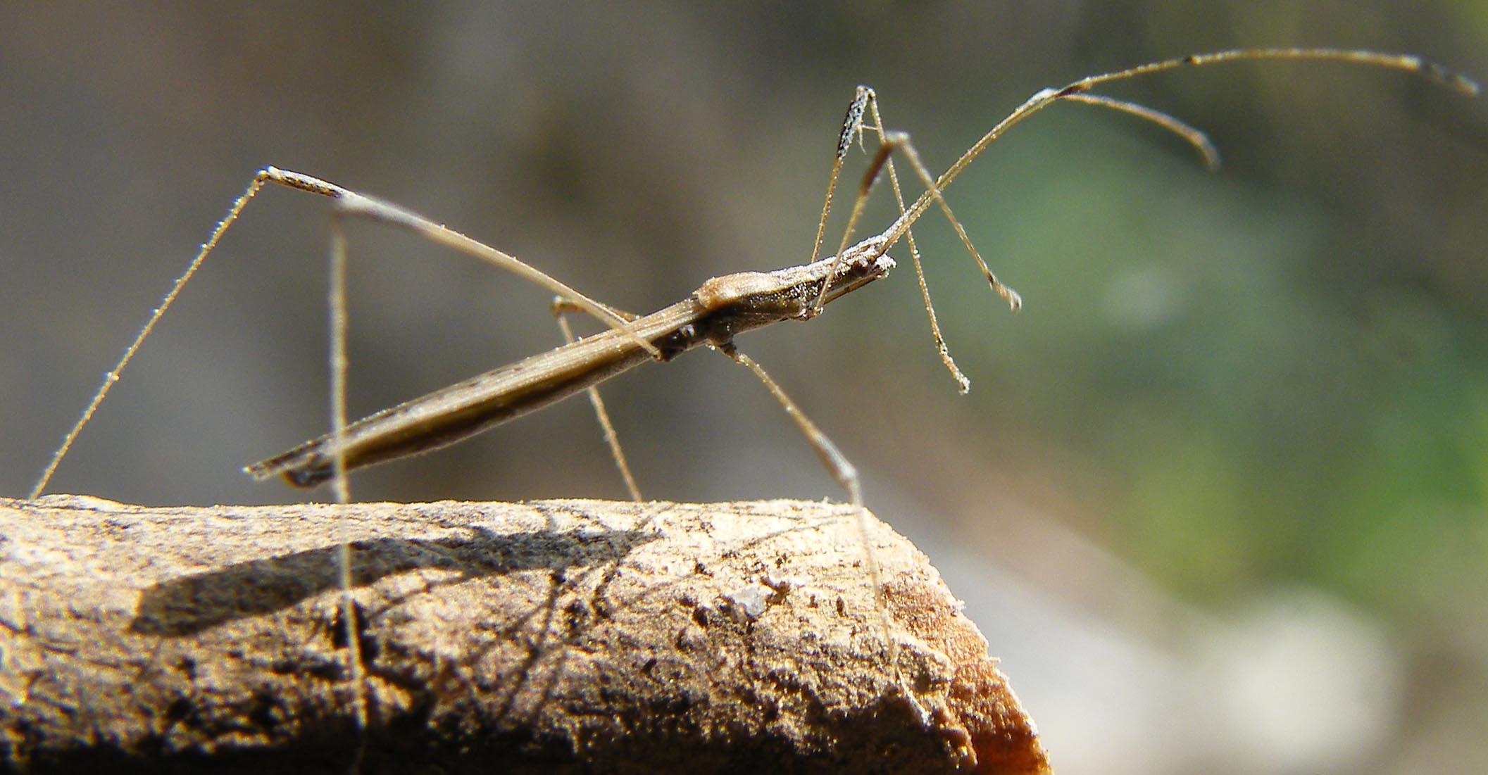 Berytidae: Neides aduncus della Sardegna