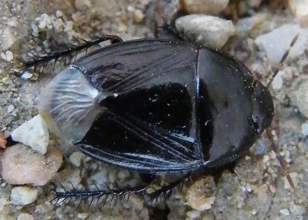 Cydnidae: Macroscytus brunneus delle saline di Cagliari