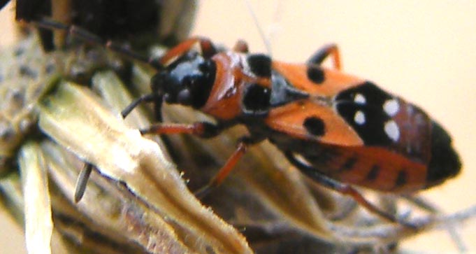 Lygaeidae: Horvathiolus gibbicollis nel Cagliaritano